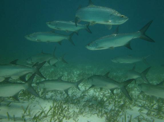 Cardume de tarpoons nada tranquilamente nas águas claras ao lado de Tobacco Caye, na grande barreira de corais de Belize